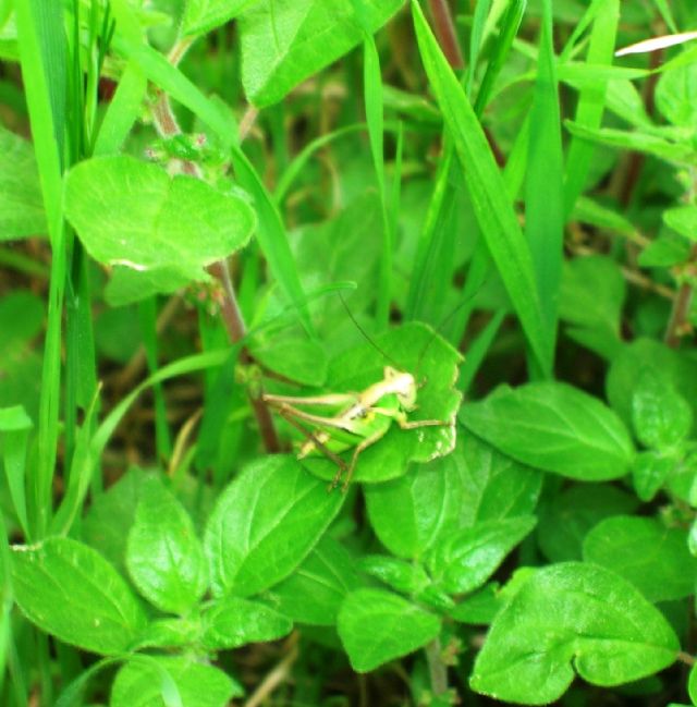 Identificazione grillo